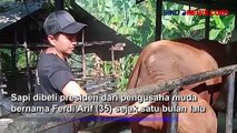 Pengusaha Muda Asal Jambi Pelihara Sapi Kurban Presiden Jokowi Bernama Bruno, Ini Penampakannya