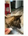 Funny dog videos - funny animals compilation - afv animals  #tiktok #viral #cat #funny #dog