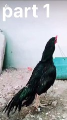 Aseel black murga Ka Shauk check Karen subscribe my channel