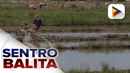 Halaga ng Masagana Rice Industry Dev't Program, binigyang-diin ng NIA