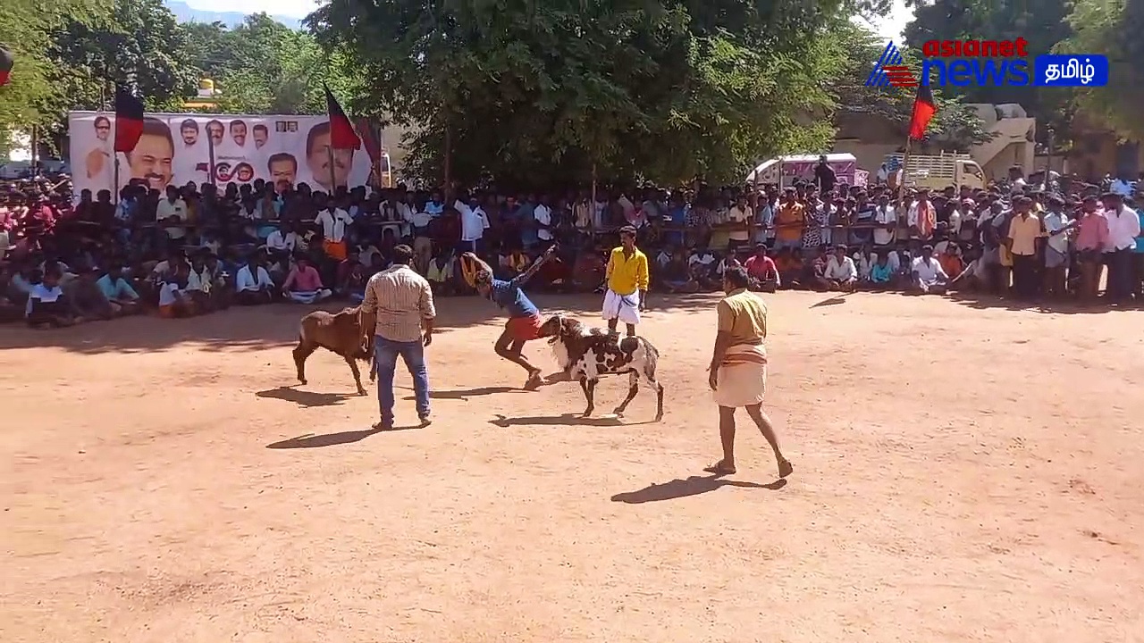 VIDEO : தேனியில் நடைபெற்ற கிடா முட்டு திருவிழா! - கலைஞர் நூற்றாண்டு விழாவையொட்டி கோலாகலம்!