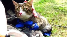 Puss in Boots Goes on a Picnic (1)