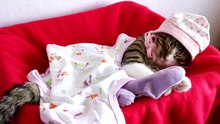 Sweet Little Cat Likes to Wear Baby Clothing (5)