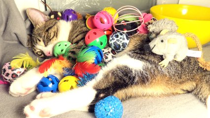 This Cat Is too Lazy to Play with His Many Toys (6)
