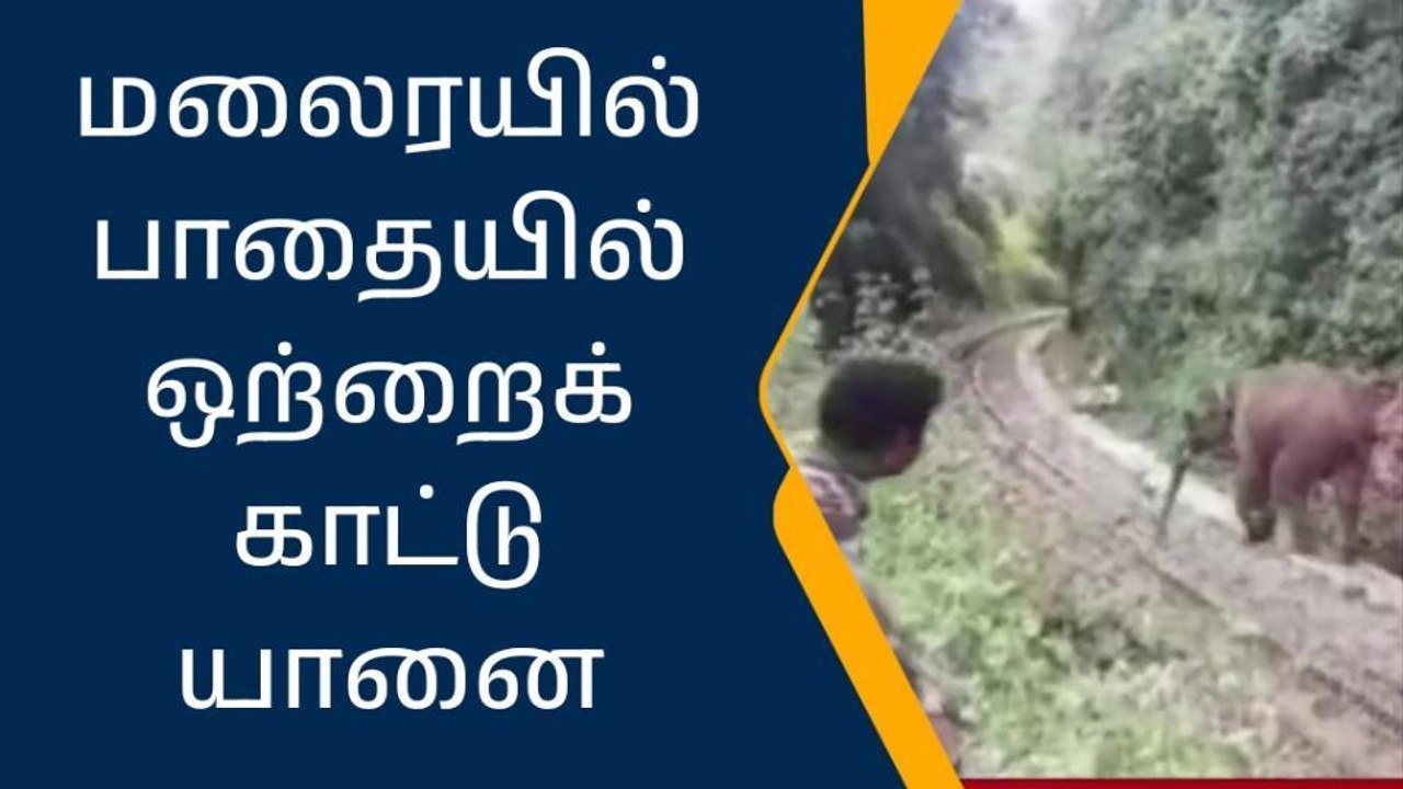 நீலகிரி: ரயில் பாதையில் ஒற்றை காட்டு யானை உலா-பகீர் வீடியோ