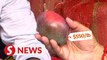 India festival sees one of world's priciest mangoes