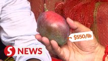 India festival sees one of world's priciest mangoes
