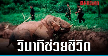 เปิดคลิปวินาที ช่วยชีวิต 'ช้างป่า' พลายสาริกา