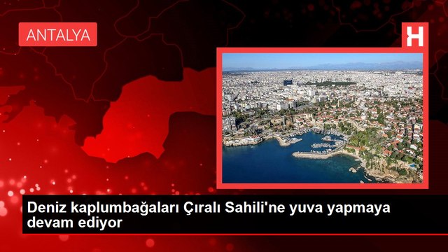 Deniz kaplumbağaları Çıralı Sahili'ne yuva yapmaya devam ediyor