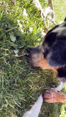 Dog Pulls The Weeds