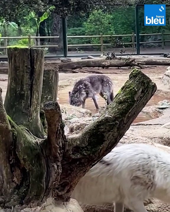 Le zoo de la Palmyre, côté coulisses