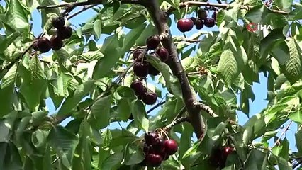 Çay bardağına sığmıyor! Kilosu 200 lira olan dev kirazların hasadına başlandı