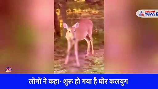 जहरीले सांप को चबा-चबाकर खा गया हिरण, लोग बोले- शुरू हो गया घोर कलयुग, अब आएगी प्रलय, देखें हैरान करने वाला Video