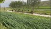 Sağanak yağış Sivas'ta sele neden oldu, binlerce dekar tarım arazisi zarar gördü