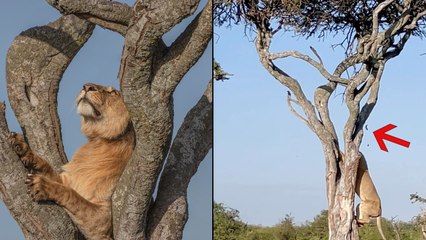 Leopard Takes DUMP on a LION After being TRAPPED in a tree!
