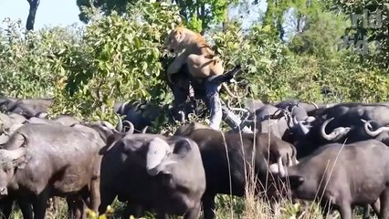 Top 5 Animals That Can Defeat a Lion King -  Animal Fighting   ATP Earth