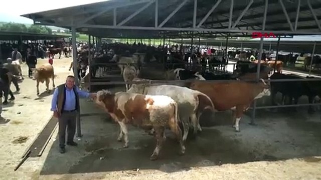 Afyonkarahisar'da Kurbanlık Hayvan Pazarı Yoğunluğu