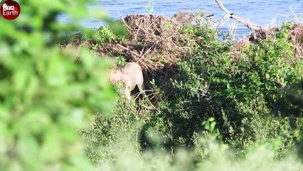 Stranded Lion Gets Surrounded by Hippos - What Happen Next