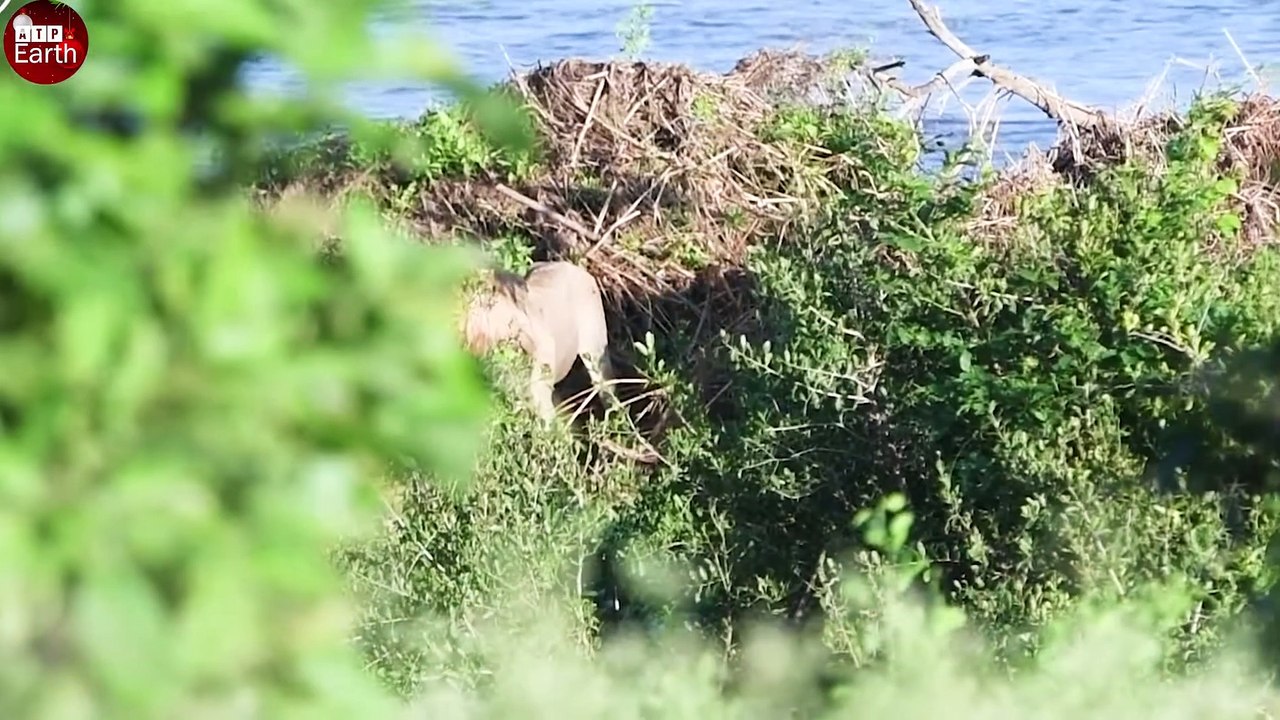 Stranded Lion Gets Surrounded by Hippos - What Happen Next