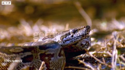 Snake Kill Lion With Powerful Venom   ATP Earth