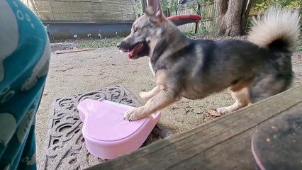 Puppy Is A Pink Piano Prodigy