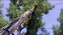 Video: पेड़ पर गिरा बिजली का खंभा, आम रास्‍ता जाम