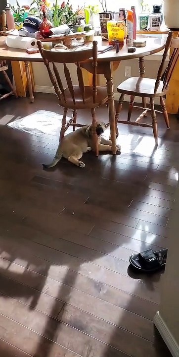 The Strangest Place To Snooze