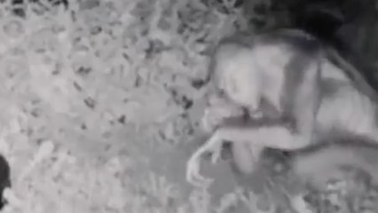 “Uzaylı” olduğu iddia edilen görüntünün ne olduğu ortaya çıktı