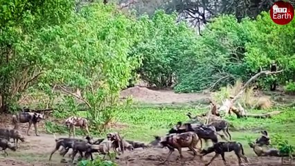 Oryx Giving Birth and Wild Dogs Take of Opportunity