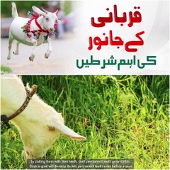 Qurbani Kay Janwar Ki Aham Shartein
