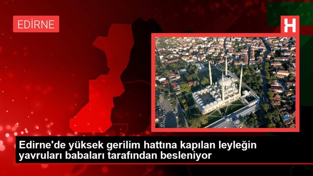 Edirne'de yüksek gerilim hattına kapılan leyleğin yavruları babaları tarafından besleniyor