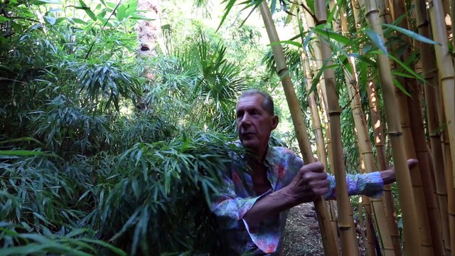 Green-fingered dad will be basking in the cool shade of his incredible back garden 'jungle'