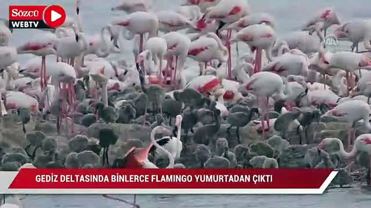 Gediz Deltası'nda binlerce flamingo yumurtadan çıktı
