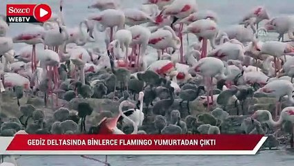 Gediz Deltası'nda binlerce flamingo yumurtadan çıktı
