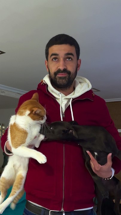 Dog Persists to Pester Cat