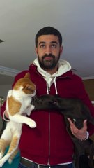 Dog Persists to Pester Cat