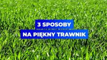 3 sposoby na piękny trawnik, to musisz wiedzieć!