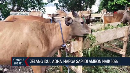 Jelang Idul Adha, Harga Sapi Di Ambon Naik 10 Persen