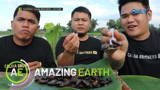 Amazing Earth: The Mukbang brothers attempt to eat insects and worms