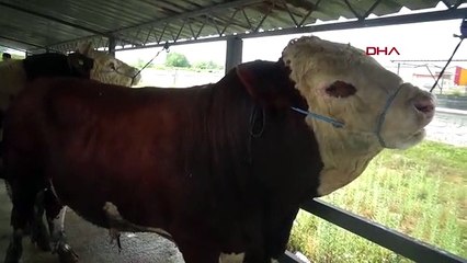 Densité du marché des animaux sacrifiés à Afyonkarahisar