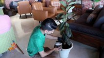 بقايا القهوة سماد للنباتات في غزة