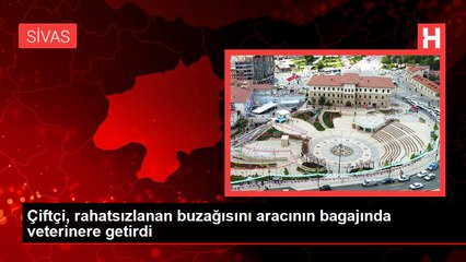 Çiftçi, rahatsızlanan buzağısını aracının bagajında veterinere getirdi