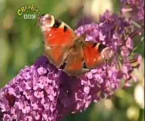 Come Outside - Butterflies