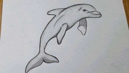 how to draw a dolphin step by step || Dolphin drawing easy