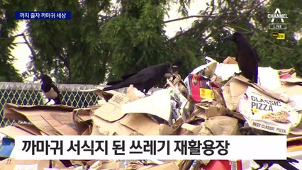 까치 줄자…도심도 ‘까마귀 주의보’