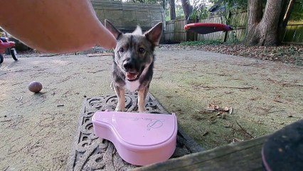 Puppy Is A Pink Piano Prodigy