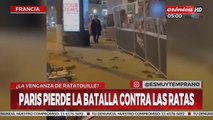 Paris busca un plan para que sus habitantes puedan convivir con las ratas