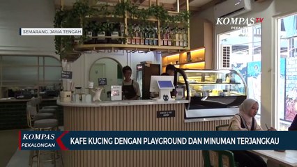 Download Video: Kafe Kucing di Kota Semarang, Surga bagi Pecinta Kucing