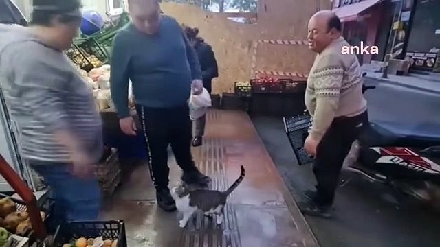 Maman chat adopte 4 chatons abandonnés