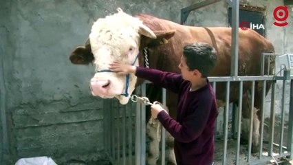 Heybeti görenleri şaşırtıyor, fiyatı ise dudak uçuklatıyor